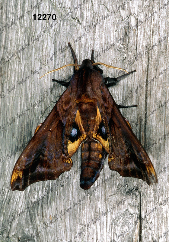 Small-eyed Sphinx (Paonias myops)